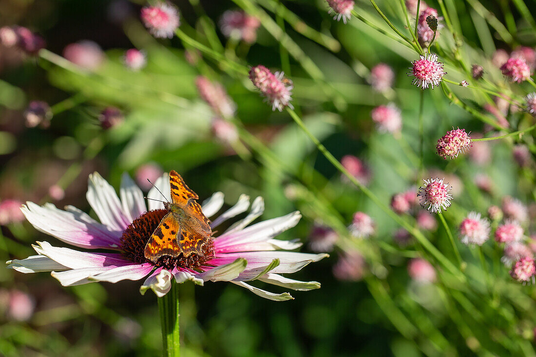 Wiesenknopf (Sanguisorba) 'Pink Tanna' und Sonnenhut (Echinacea) 'Funky White' mit Schmetterling im Garten