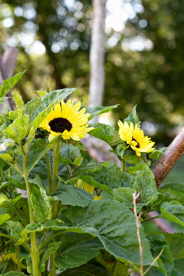 Sunflowers in the garden (Helianthus)
