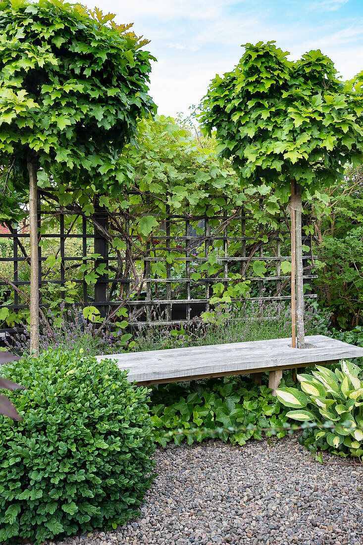 Garden bench with two swamp oaks (Quercus palustris)