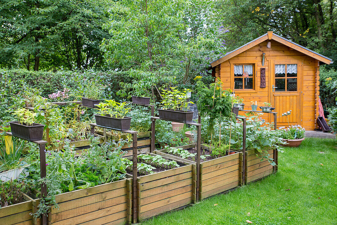 Vegetables and herbs in raised beds