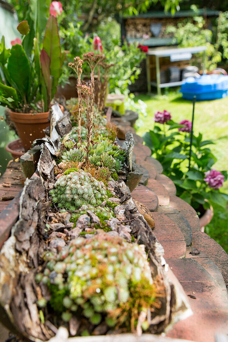 Houseleeks planted in a tree gutter (Sempervivum)