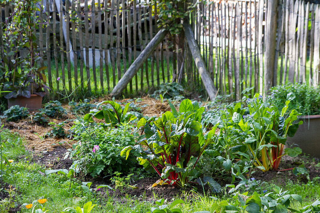 Swiss chard in vegetable bed