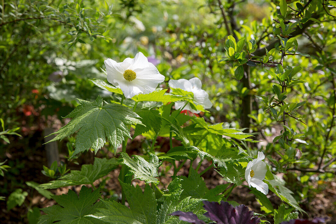 White Japan poppy (Glaucidium palmatum var leucanthum)