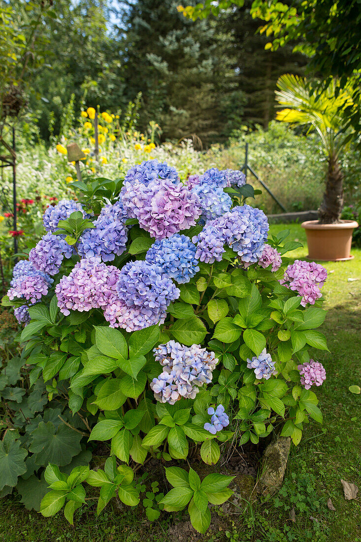 Blue hydrangea in the garden (Hydrangea)