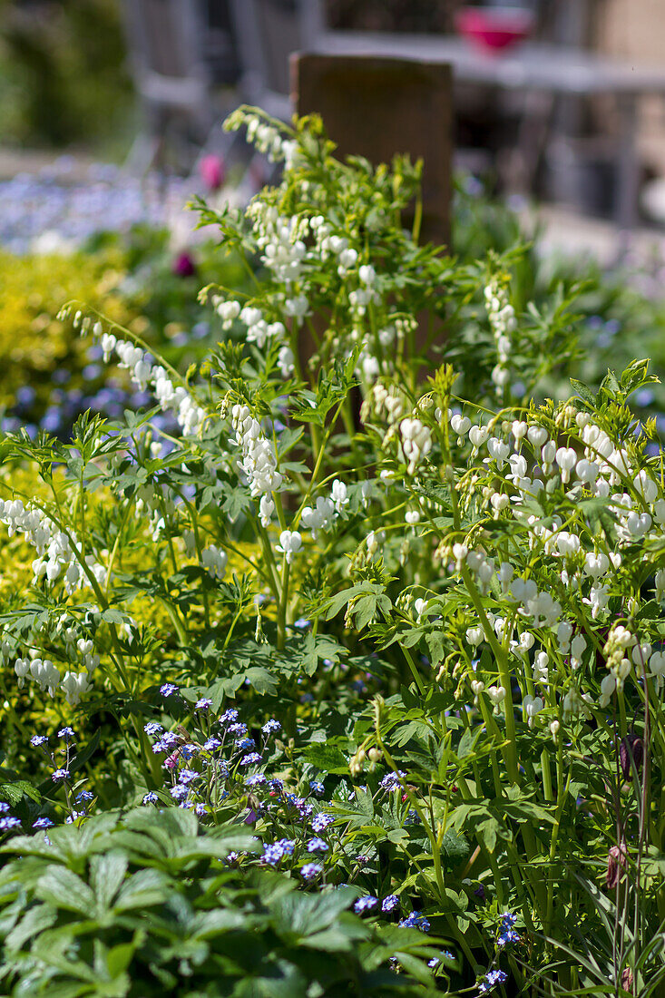 Lamprocapnos spectabilis Alba - White Bleeding Heart