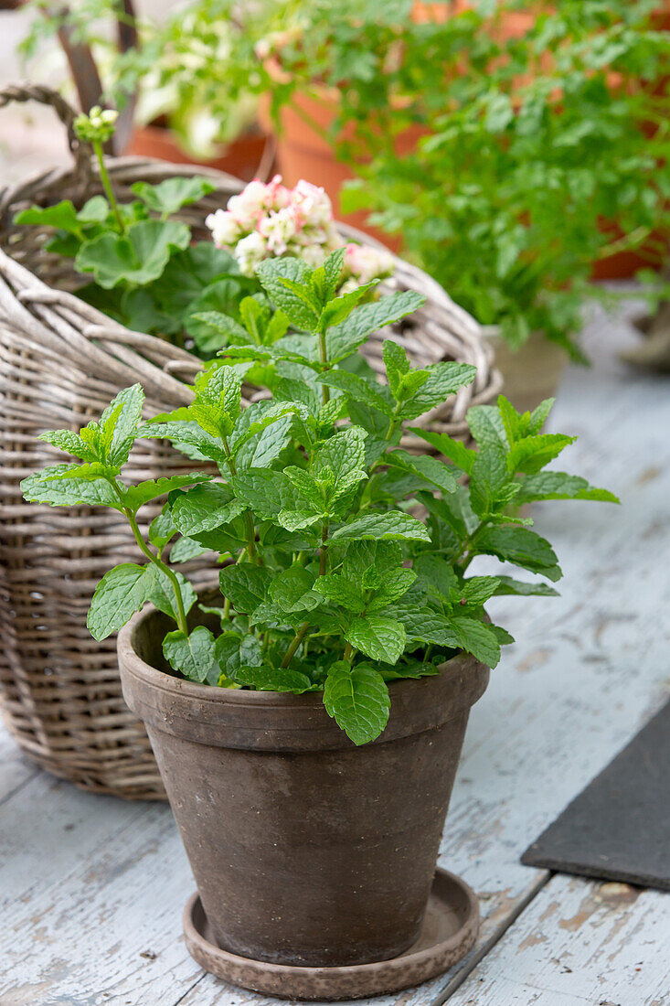 Moroccan mint in pot (Mentha spicata var crispa) 'Moroccan')