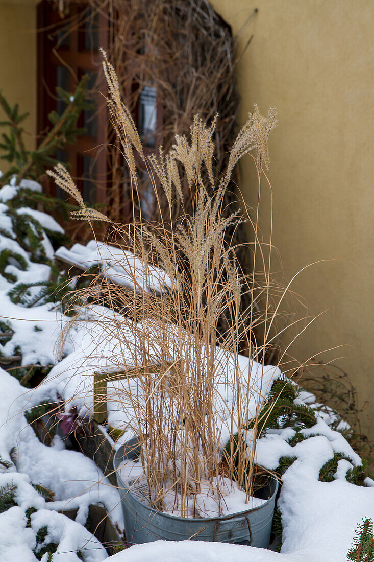 Chinese reed in winter (Miscanthus sinensis)