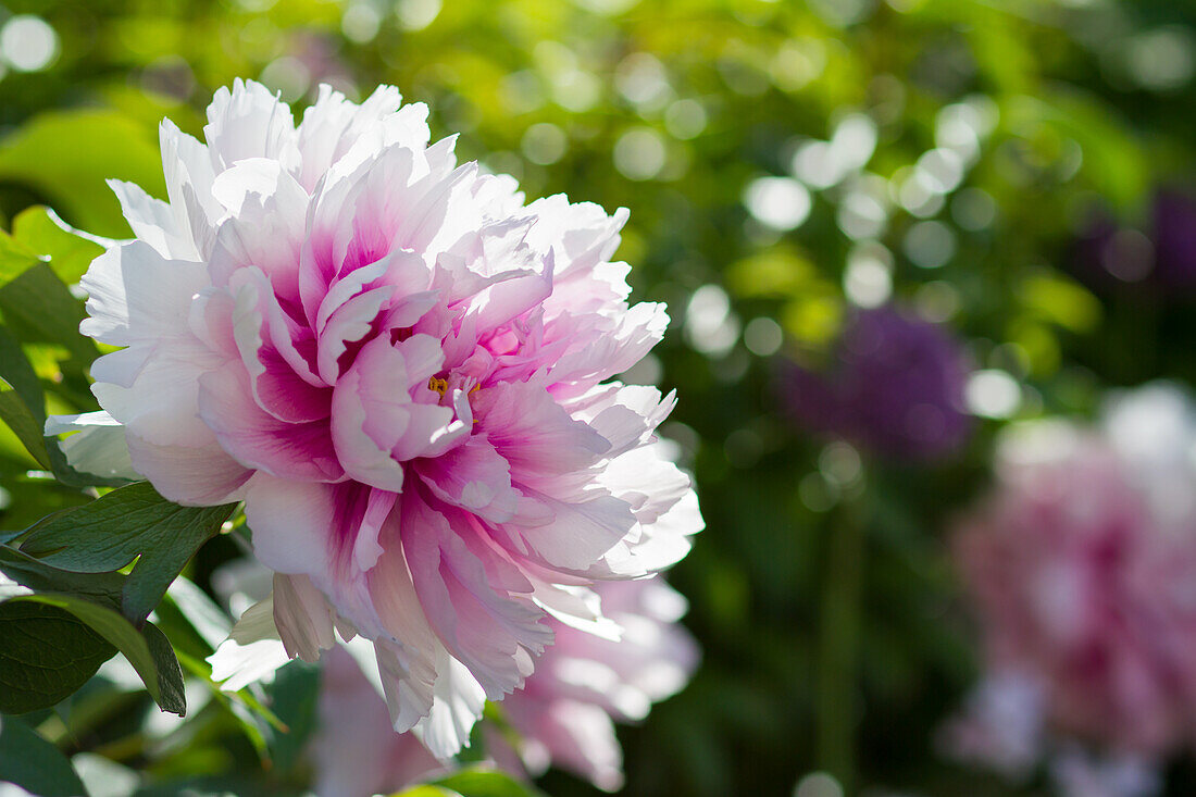 Pfingstrose (Paeonia), Blütenportrait