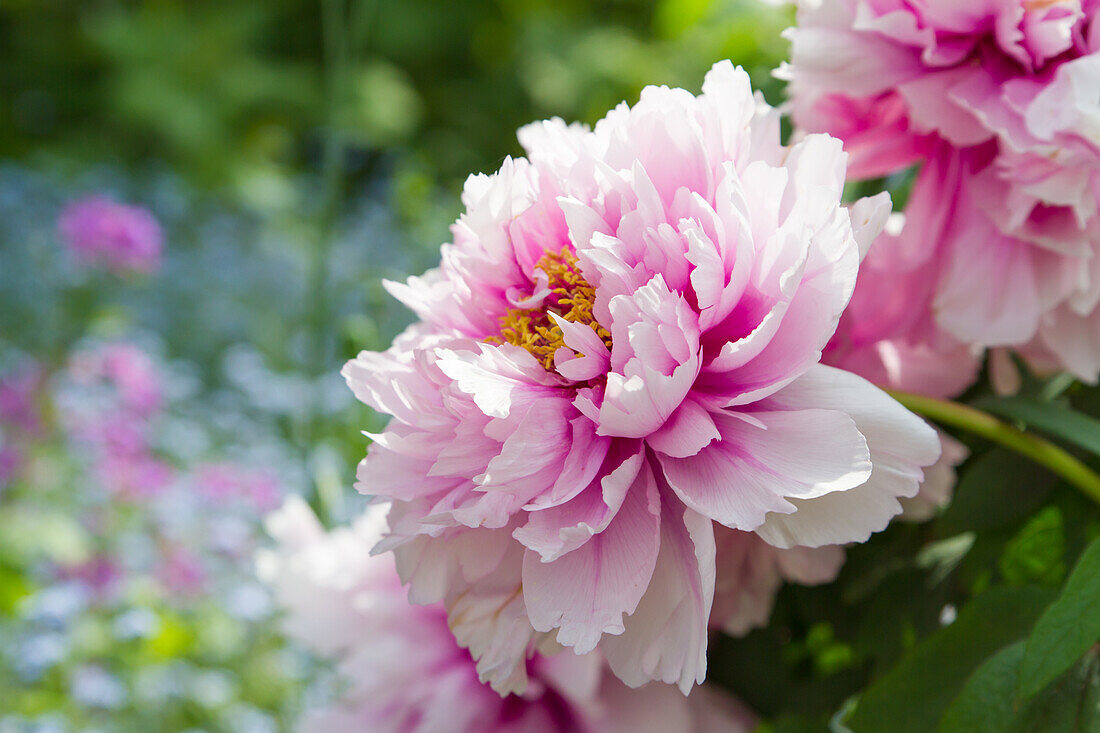 Peony (Paeonia), flower portrait