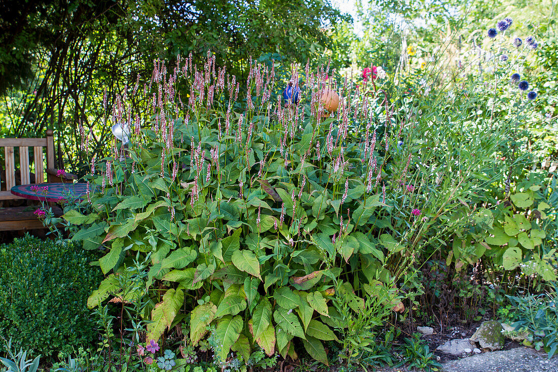 Candlewort (Persicaria amplexicaulis) 'Rosea' in the garden
