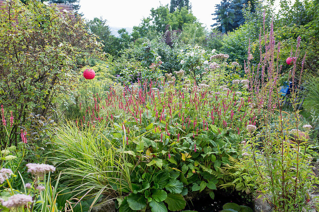 Knotweed (Persicaria amplexicaulis)