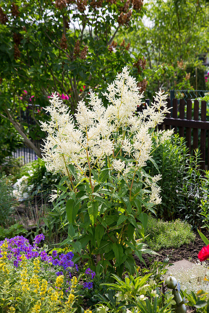 Bush Knotweed (Persicaria x fennica) 'Johanniswolke' 'St. John's Cloud'