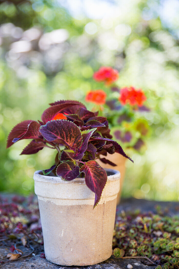 Dark-leaved tulip in a pot (Plectranthus scutellarioides)