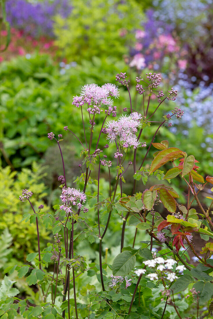 Columbine meadow-rue (Thalictrum aquilegiifolium) in the garden