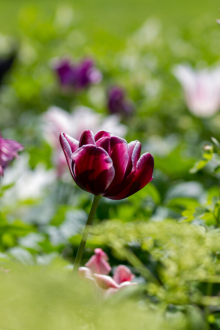 Dark red tulip flower (Tulipa)