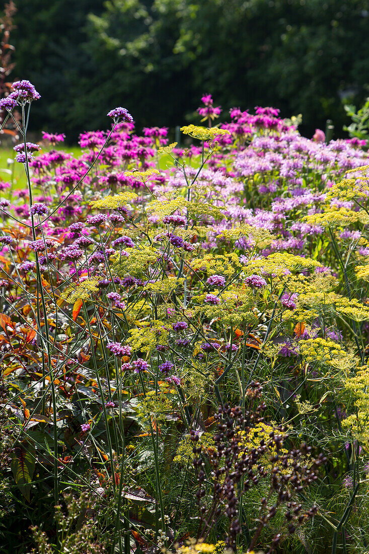 Patagonian verbena (Verbena bonariensis) with fennel and Indian nettle in a perennial bed