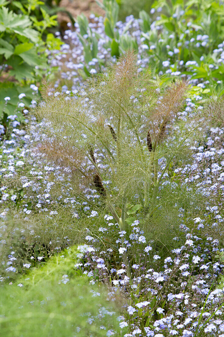 Bronze fennel (Foeniculum vulgare) 'Purpureum'