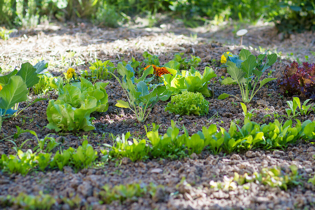 Junges Kohlgemüse und Salat im Beet (Brassica)