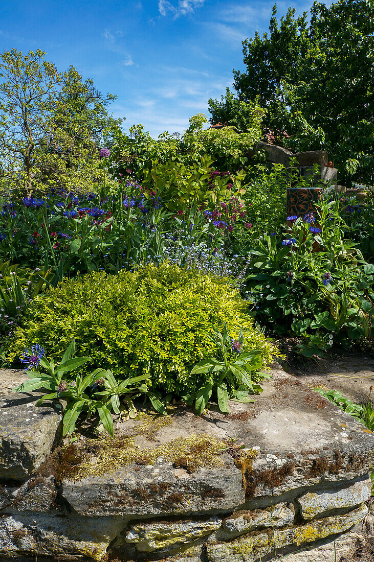 Perennial border with mountain bluebell (Cyanus montanus), columbine (Aquilegia) and starflower (Astrantia)