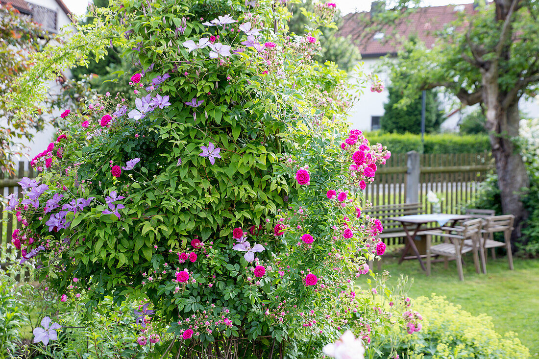 Clematis and climbing roses (pink) in garden