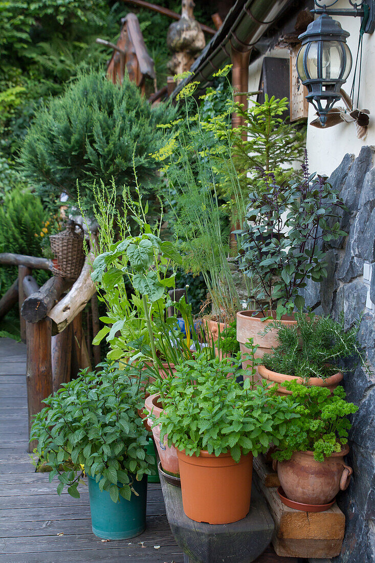 Herbs in pots (mint, rosemary, basil, parsley, fennel)