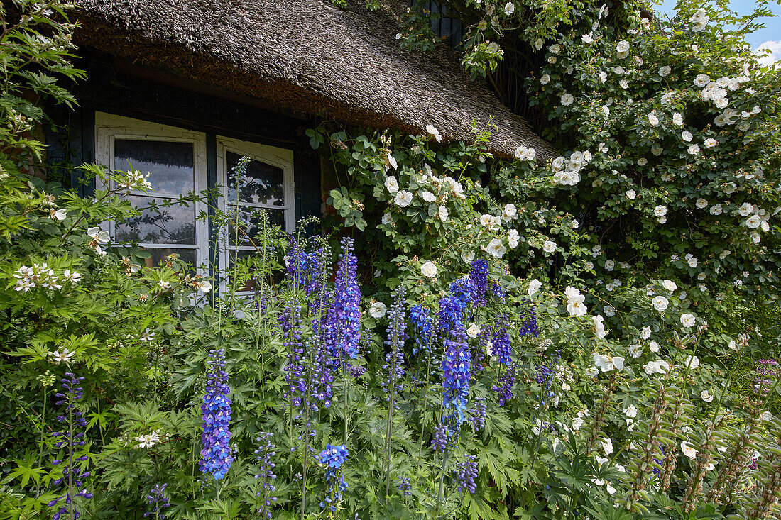 Alba roses (Rosa semiplena) and delphinium in the rose garden, Germany