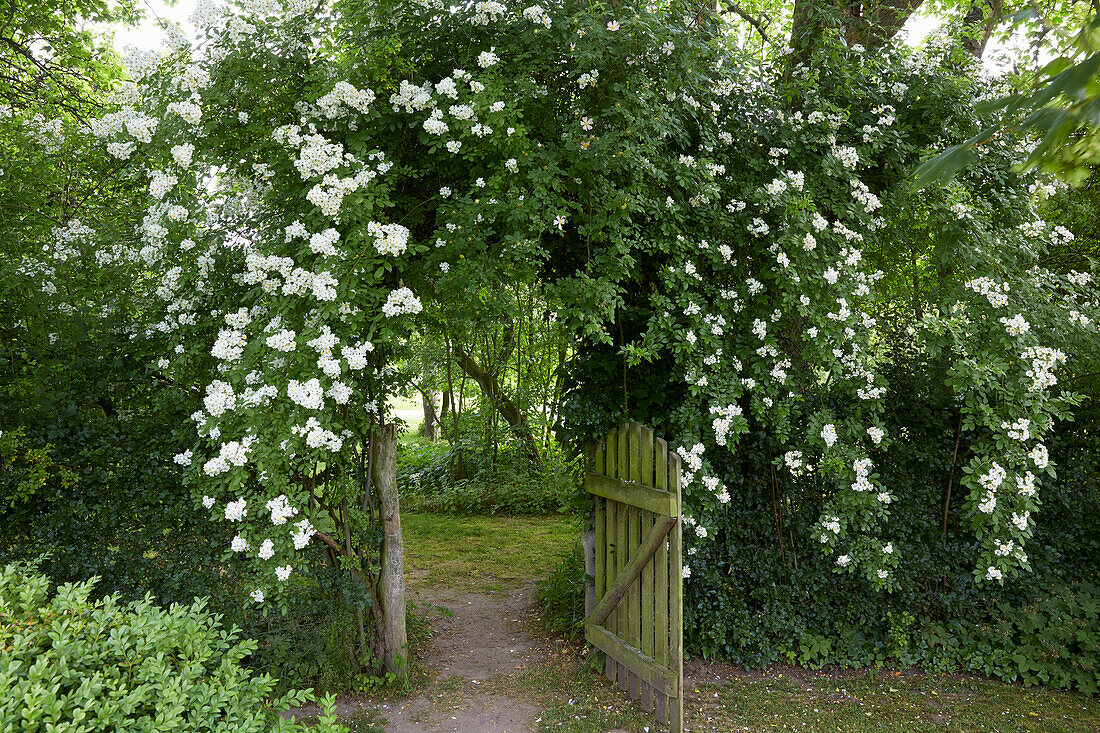 Garden gate framed by climbing roses (Rosa), Germany