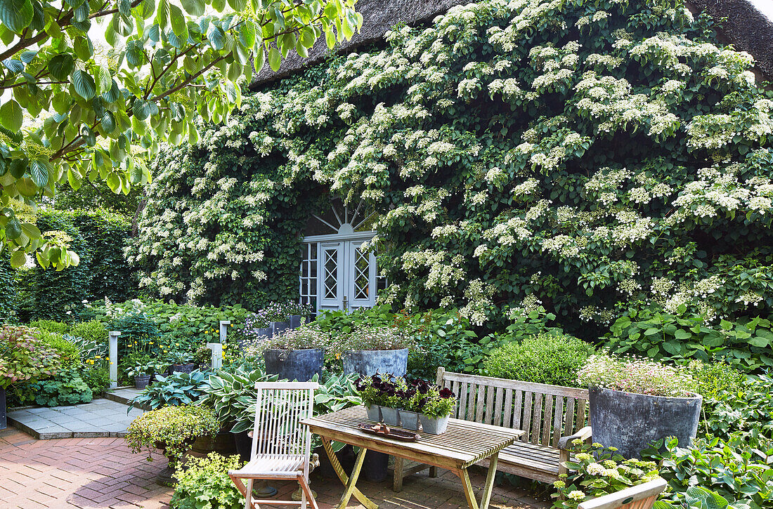 Kletter-Hortensie (Hydrangea) am Bauernhaus, Terrassenplatz im Vordergrund, Schleswig-Holstein, Deutschland