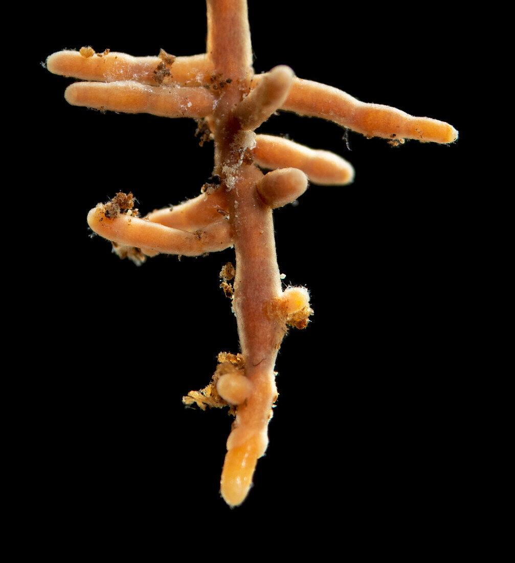 Root + Mycorrhiza 6x2