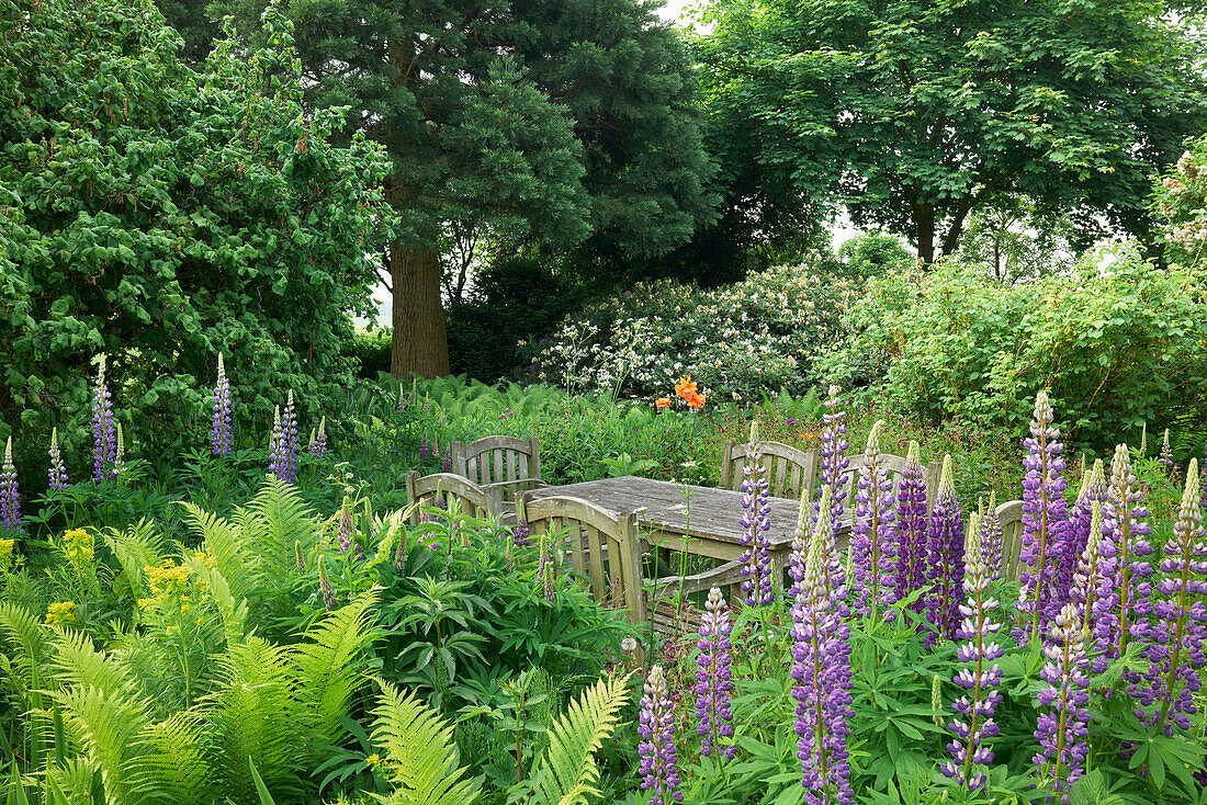 Gartensitzplatz zwischen Lupinen (Lupinus) und Farnen, Deutschland