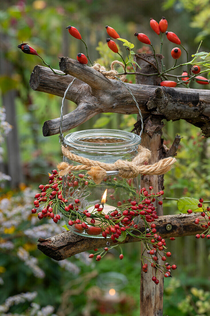 Lanterns decorated with rose hip twigs as autumnal garden decoration