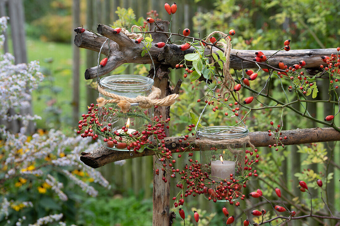 Lanterns decorated with rose hip branches as autumnal garden decoration