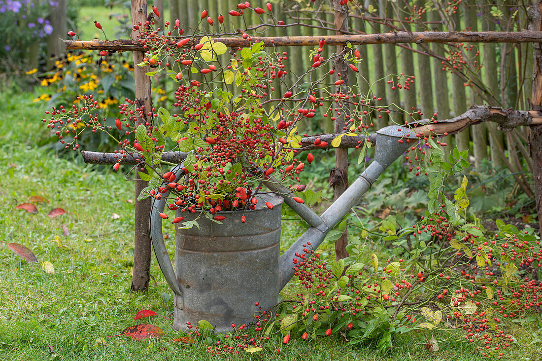 Hagebuttenzweige in Gießkanne als Herbstdekoration im Garten