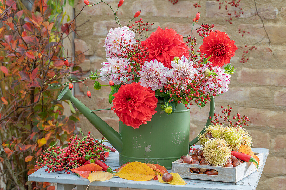 Herbststrauß aus Schmuckdahlien und Hagebuttenzweigen in Gießkanne