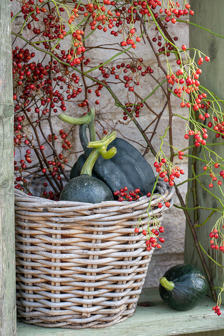 Kürbisse in Weidenkorb als herbstliche Dekoration