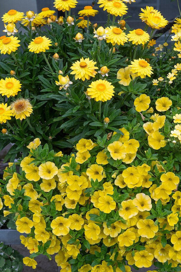 Yellow flowering garden strawflower 'Mohave' and magic bells 'Aloha Kona'