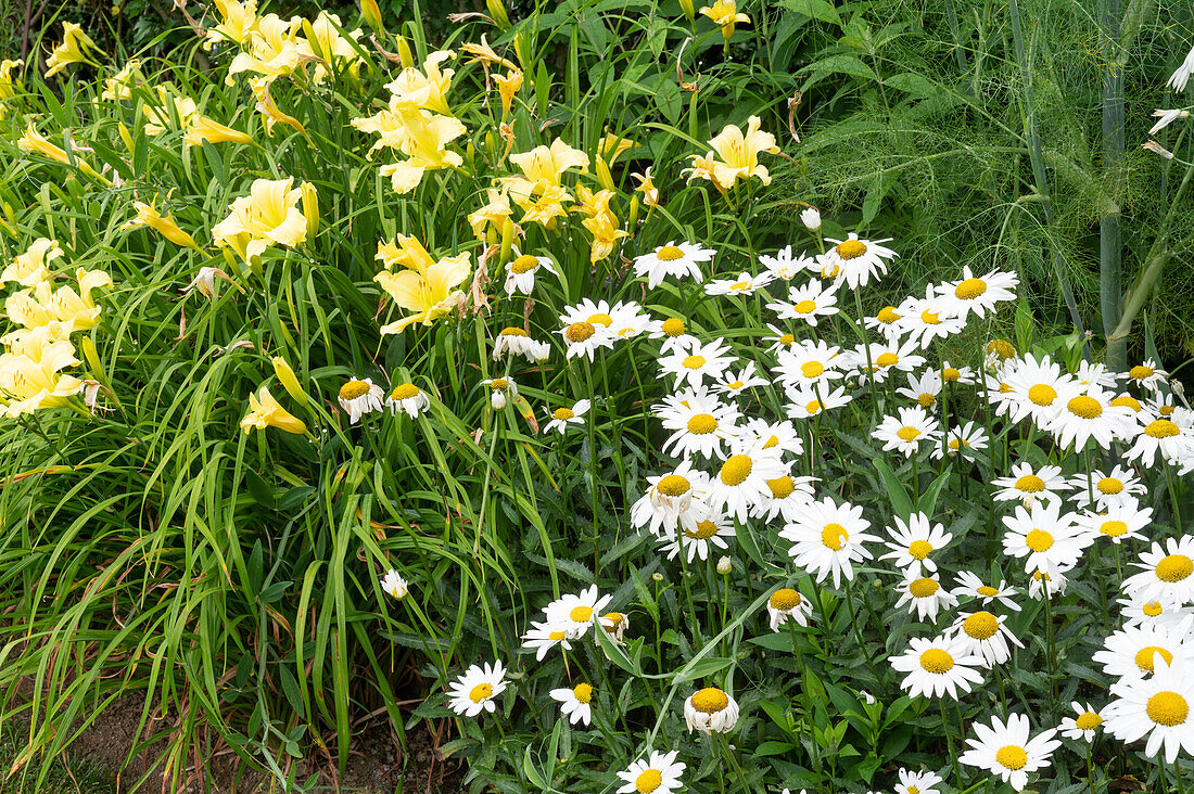 Taglilien 'Moonlight Ruffle' und Margeriten 'Gruppenstolz' im Gartenbeet