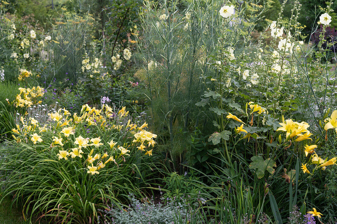 Taglilien 'Atlas' und 'Moonlight Ruffles, Gewürzfenchel und Stockrosen (Alcea rugosa) im Gartenbeet