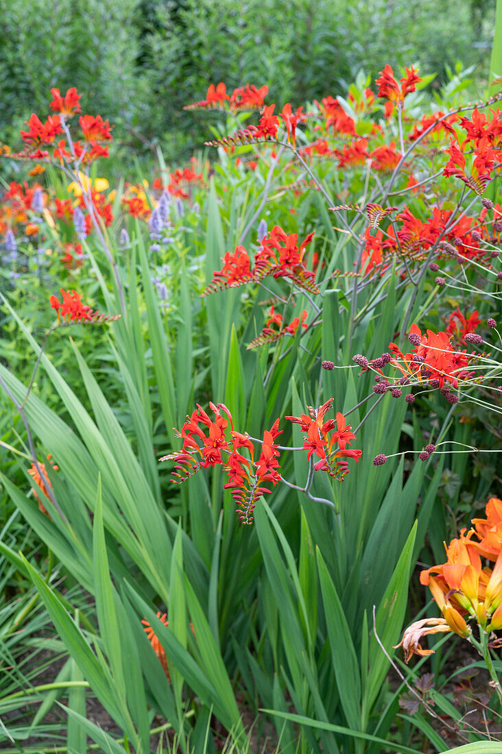 Flowering Montbretia 'Luzifer' in a flower bed