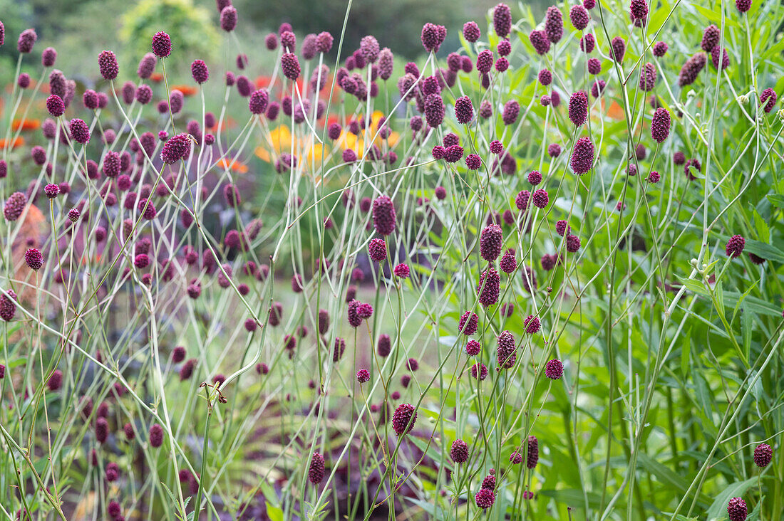 Big meadow-head 'Burgundy' in the garden bed