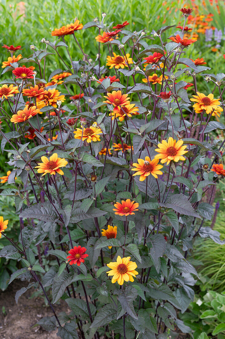 Flowering sun eye (Heliopsis Helianthoides) in the garden