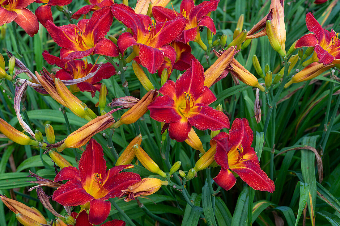 Red daylilies (Hemerocallis)