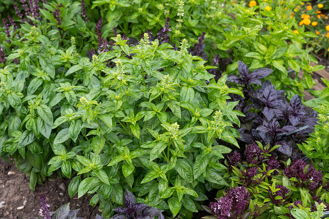 Basil plants in garden bed
