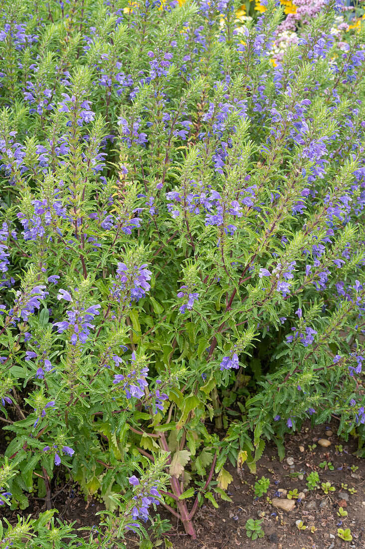 Flowering Turkish dragonhead (Dracocephalum moldavica) in the garden