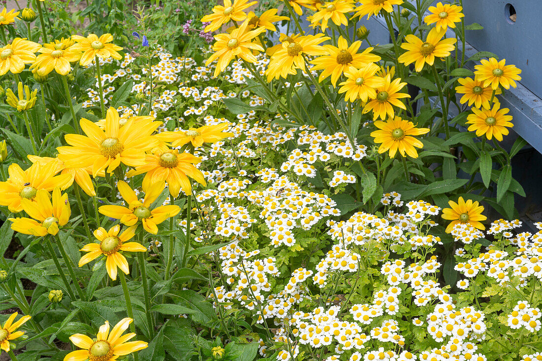 Rudbeckia 'Prärie Sun' und Mutterkraut 'Aureum' im Gartenbeet