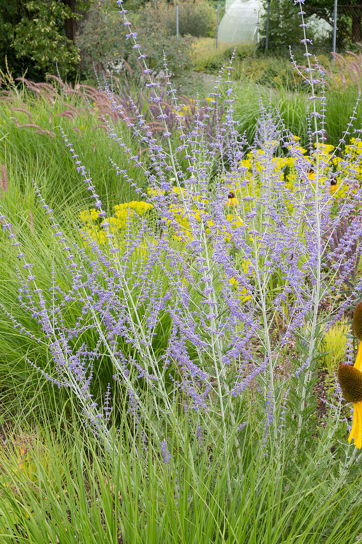 Blauraute (Perovskie) im Gartenbeet