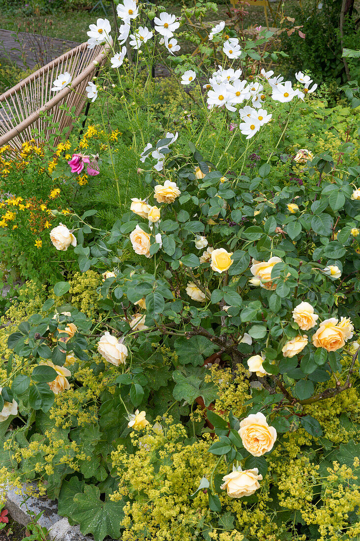 Chair next to yellow-flowering English rose, cosmos, and lady's mantle