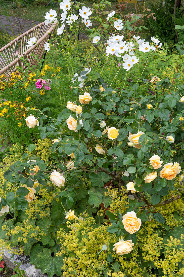 Sitzplatz neben gelb blühender Englischer Rose 'Golden Celebration', Kosmeen und Frauenmantel