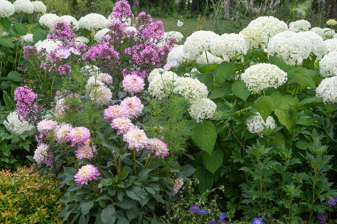 Dahlias, phlox and Hydrangea arborescens 'Annabelle' in garden bed