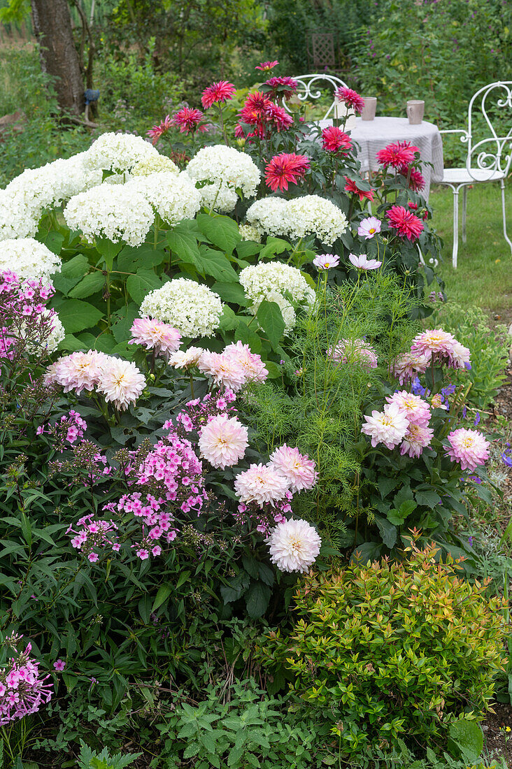 Phlox, ball hydrangeas Hydrangea arborescens 'Annabelle', and dahlias in the garden bed